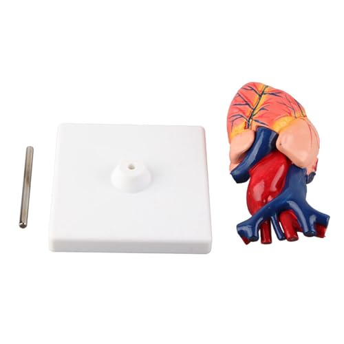 Lebensgröße anatomisches Modell des menschlichen Herzens, systemischer und pulmonaler Zirkulationsunterrichtswerkzeug, Abnehmbarer Frontherzwand, detaillierte Ventrikel, Atrium von Bognajin