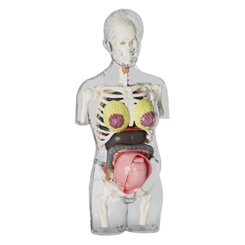 Bohany Körperteile Für Kinder - Schwangeren-Frauen-Modell Mit Realistischem Anatomie-Aufbau - Realistisches Anatomie-Modell Bausatz, Bewegliche Skelettfigur, Pädagogisches STEM Spielzeug Mit von Bohany