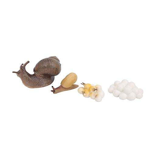 Bonbela Modell des Schneckenwachstumszyklus, Lebensechte Tierlebenssimulationsfigur für Kinder, Miniaturgartendekoration Bonbela Modell des Schneckenwachstumszyklus, Lebensechte Tierlebenssimulationsfigur für Kinder, Miniaturgartendekoration von Bonbela