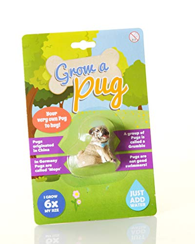 Boxer Gifts wachsen einen Mops | einfach Wasser hinzufügen | Spaß für Kinder Hunde und Welpenliebhaber, Rubber, Mehrfarbig, | Six Times Original Size Boxer Gifts wachsen einen Mops | einfach Wasser hinzufügen | Spaß für Kinder Hunde und Welpenliebhaber, Rubber, Mehrfarbig, | Six Times Original Size von Boxer Gifts