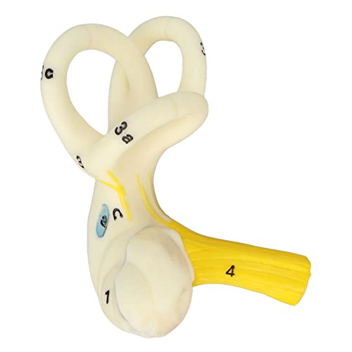 Anatomisches Modell Des Halbkreisförmigen Gehörgangs, Innenohr-Cochlea-Modell mit Transparenter Struktur mit 5-facher Vergrößerung Ohr-Anatomie-Modell Innenohr-Labyrinth-Modell Halbkreisförmiger Kanal Anatomisches Modell Des Halbkreisförmigen Gehörgangs, Innenohr-Cochlea-Modell mit Transparenter Struktur mit 5-facher Vergrößerung Ohr-Anatomie-Modell Innenohr-Labyrinth-Modell Halbkreisförmiger Kanal von Brrnoo