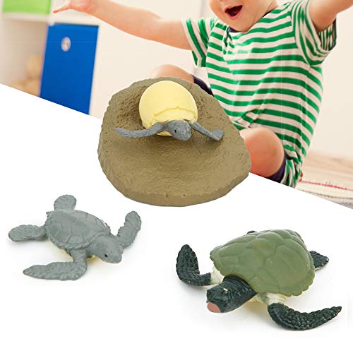 Brrnoo Lebenszyklusspielzeug für, Tierkreislaufmodell Spielzeug Hochsimulierter Lebenszyklus Figur Lernmodell Spielzeug (Wachstumszyklus der Schildkröte) von Brrnoo