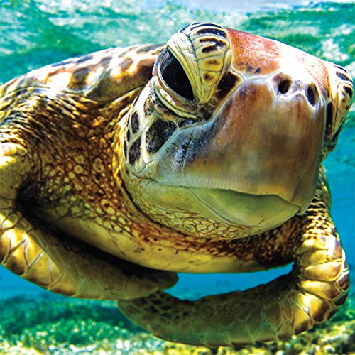 Buffalo Games - Schildkrötenschwimmer - 300 große Puzzleteile von Buffalo Games