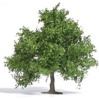 BUSCH 3661 H0 Obstbaum / kleine Eiche 95 mm, Frühling von Busch
