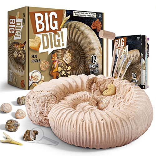 Byncceh Großes Fossilien-Ausgrabungsset Byncceh Großes Fossilien-Ausgrabungsset von Byncceh