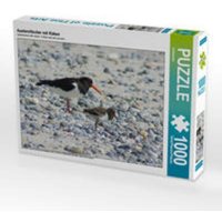 CALVENDO Puzzle Austernfischer mit Küken 1000 Teile Lege-Größe 64x48cm Foto-Puzzle für glückliche Stunden von CALVENDO Verlag GmbH