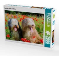 CALVENDO Puzzle Bearded Collies im Mohn 2000 Teile Lege-Größe 90 x 67 cm Foto-Puzzle Bild von Christian Müller CALVENDO Puzzle Bearded Collies im Mohn 2000 Teile Lege-Größe 90 x 67 cm Foto-Puzzle Bild von Christian Müller von Calvendo