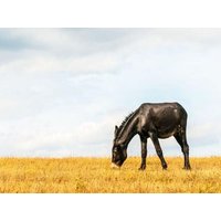 CALVENDO Puzzle Blickfang: Rappe mit bulgarisch-katalanischem Genpool 1000 Teile Lege-Größe 64x48cm Foto-Puzzle für glückliche Stunden von Calvendo Puzzle