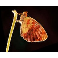 CALVENDO Puzzle Brombeer-Perlmuttfalter (Brenthis daphne) 1000 Teile Lege-Größe 64 × 48 cm Foto-Puzzle für glückliche Stunden von Calvendo Puzzle