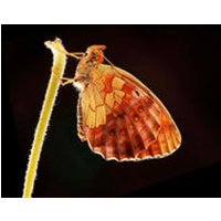 CALVENDO Puzzle Brombeer-Perlmuttfalter (Brenthis daphne) 2000 Teile Puzzle quer 2000 Teile Lege-Größe 90 × 67 cm Foto-Puzzle für glückliche Stunden von CALVENDO Verlag GmbH