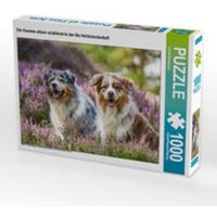 CALVENDO Puzzle Die Aussies sitzen strahlend in der lila Heidelandschaft 1000 Teile Lege-Größe 64 x 48 cm Foto-Puzzle Bild von Annett Mirsberger von CALVENDO Verlag GmbH