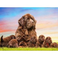 CALVENDO Puzzle Ein Motiv aus dem Kalender Neufundländer - Bilder aus der Kinderstube 1000 Teile Lege-Größe 64x48cm Foto-Puzzle für glückliche Stund CALVENDO Puzzle Ein Motiv aus dem Kalender Neufundländer - Bilder aus der Kinderstube 1000 Teile Lege-Größe 64x48cm Foto-Puzzle für glückliche Stund von Calvendo