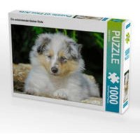 CALVENDO Puzzle Ein entzückender kleiner Rüde 1000 Teile Lege-Größe 64x48cm Foto-Puzzle für glückliche Stunden CALVENDO Puzzle Ein entzückender kleiner Rüde 1000 Teile Lege-Größe 64x48cm Foto-Puzzle für glückliche Stunden von Calvendo Puzzle
