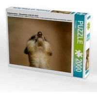 CALVENDO Puzzle Erdmännchen – Zusammen sind wir stark 2000 Teile Lege-Größe 90 x 67 cm Foto-Puzzle Bild von Peter Hebgen CALVENDO Puzzle Erdmännchen – Zusammen sind wir stark 2000 Teile Lege-Größe 90 x 67 cm Foto-Puzzle Bild von Peter Hebgen von Calvendo