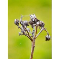 CALVENDO Puzzle Fenchel 2000 Teile Puzzle hoch 2000 Teile Lege-Größe 90 × 67 cm Foto-Puzzle für glückliche Stunden CALVENDO Puzzle Fenchel 2000 Teile Puzzle hoch 2000 Teile Lege-Größe 90 × 67 cm Foto-Puzzle für glückliche Stunden von Calvendo Puzzle