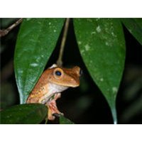 CALVENDO Puzzle Frosch 1000 Teile Lege-Größe 64x48cm Foto-Puzzle für glückliche Stunden von Calvendo