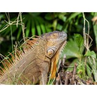 CALVENDO Puzzle Grüner Leguan 1000 Teile Lege-Größe 64 × 48 cm Foto-Puzzle für glückliche Stunden von Calvendo Puzzle