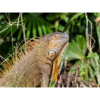 CALVENDO Puzzle Grüner Leguan 2000 Teile Puzzle quer 2000 Teile Lege-Größe 90 × 67 cm Foto-Puzzle für glückliche Stunden von CALVENDO Verlag GmbH