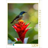 CALVENDO Puzzle Guzmania - Bromelienblüte mit Vogelbesuch 1000 Teile Lege-Größe 64x48cm Foto-Puzzle für glückliche Stunden von CALVENDO Verlag GmbH