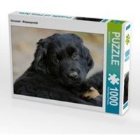 CALVENDO Puzzle Hovawart - Welpenporträt 1000 Teile Lege-Größe 64 x 48 cm Foto-Puzzle Bild von Sigrid Starick CALVENDO Puzzle Hovawart - Welpenporträt 1000 Teile Lege-Größe 64 x 48 cm Foto-Puzzle Bild von Sigrid Starick von CALVENDO V