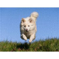 CALVENDO Puzzle Hundespaziergang 1000 Teile Lege-Größe 64x48cm Foto-Puzzle für glückliche Stunden von Calvendo