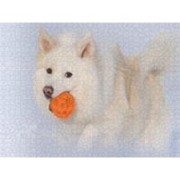 CALVENDO Puzzle Islandhund im Schnee 1000 Teile Lege-Größe 64x48cm Foto-Puzzle für glückliche Stunden CALVENDO Puzzle Islandhund im Schnee 1000 Teile Lege-Größe 64x48cm Foto-Puzzle für glückliche Stunden von Calvendo