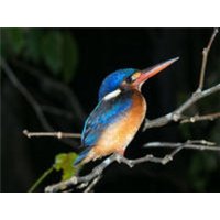 CALVENDO Puzzle Kingfisher aus dem Dschungel von Borneo, Indonesien 1000 Teile Lege-Größe 64x48cm Foto-Puzzle für glückliche Stunden von Calvendo