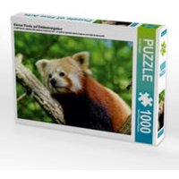 CALVENDO Puzzle Kleiner Panda auf Entdeckungstour 1000 Teile Lege-Größe 64x48cm Foto-Puzzle für glückliche Stunden CALVENDO Puzzle Kleiner Panda auf Entdeckungstour 1000 Teile Lege-Größe 64x48cm Foto-Puzzle für glückliche Stunden von Calvendo Puzzle