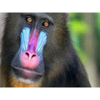 CALVENDO Puzzle MANDRILL 1000 Teile Lege-Größe 64x48cm Foto-Puzzle für glückliche Stunden von Calvendo