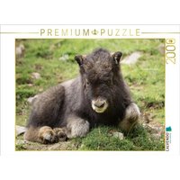 CALVENDO Puzzle Moschusochse 2000 Teile Puzzle quer 2000 Teile Lege-Größe 90 × 67 cm Foto-Puzzle für glückliche Stunden von CALVENDO Verlag GmbH