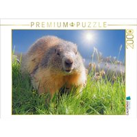 CALVENDO Puzzle Murmeltier 2000 Teile Puzzle quer 2000 Teile Lege-Größe 90 × 67 cm Foto-Puzzle für glückliche Stunden von CALVENDO Verlag GmbH