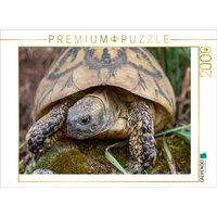 CALVENDO Puzzle Paula eine Griechische Landschildkröte, ca. 60 Jahre alt und etwa 2,5 kg schwer. 2000 Teile Lege-Größe 90x67cm Foto-Puzzle für glückliche Stunden von CALVENDO Verlag GmbH