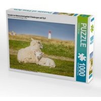 CALVENDO Puzzle Schafe im Naturschutzgebiet Ellenbogen auf Sylt 1000 Teile Lege-Größe 64 x 48 cm Foto-Puzzle Bild von Christian Müringer CALVENDO Puzzle Schafe im Naturschutzgebiet Ellenbogen auf Sylt 1000 Teile Lege-Größe 64 x 48 cm Foto-Puzzle Bild von Christian Müringer von CALVENDO V