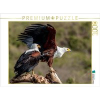 CALVENDO Puzzle Schreiseeadlerpaar 1000 Teile Puzzle quer 1000 Teile Lege-Größe 64 × 48 cm Foto-Puzzle für glückliche Stunden CALVENDO Puzzle Schreiseeadlerpaar 1000 Teile Puzzle quer 1000 Teile Lege-Größe 64 × 48 cm Foto-Puzzle für glückliche Stunden von CALVENDO Verlag GmbH