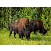 CALVENDO Puzzle Waldbison 2000 Teile Puzzle quer 2000 Teile Lege-Größe 90 × 67 cm Foto-Puzzle für glückliche Stunden CALVENDO Puzzle Waldbison 2000 Teile Puzzle quer 2000 Teile Lege-Größe 90 × 67 cm Foto-Puzzle für glückliche Stunden von Calvendo Puzzle