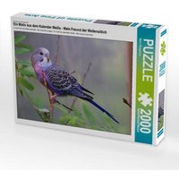 CALVENDO Puzzle Ein Motiv aus dem Kalender Wellis - Mein Freund der Wellensittich 2000 Teile Puzzle quer 2000 Teile Lege-Größe 90 × 67 cm Foto-Puzzle für glückliche Stunden CALVENDO Puzzle Ein Motiv aus dem Kalender Wellis - Mein Freund der Wellensittich 2000 Teile Puzzle quer 2000 Teile Lege-Größe 90 × 67 cm Foto-Puzzle für glückliche Stunden von Calvendo Puzzle