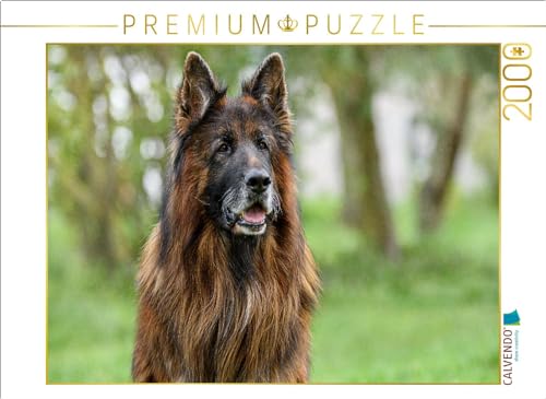 CALVENDO Puzzle 10 jähriger Langstockhaar Schäferhund | 2000 Teile Lege-Größe 90 x 67 cm Foto-Puzzle für glückliche Stunden von CALVENDO