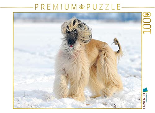 CALVENDO Puzzle Afghanischer Windhund - Anmutige Schönheit 1000 Teile Puzzle quer | 1000 Teile Lege-Größe 64 x 48 cm Foto-Puzzle für glückliche Stunden von CALVENDO
