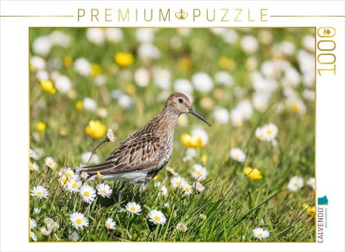 CALVENDO Puzzle Alpenstrandläufer im Gras | 1000 Teile Lege-Größe 64 x 48 cm Foto-Puzzle für glückliche Stunden von CALVENDO