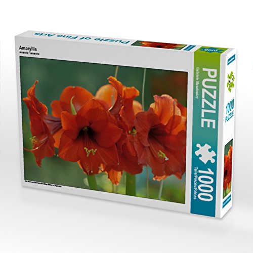 CALVENDO Puzzle Amaryllis 1000 Teile Puzzle quer | 1000 Teile Lege-Größe 64 x 48 cm Foto-Puzzle für glückliche Stunden CALVENDO Puzzle Amaryllis 1000 Teile Puzzle quer | 1000 Teile Lege-Größe 64 x 48 cm Foto-Puzzle für glückliche Stunden von CALVENDO
