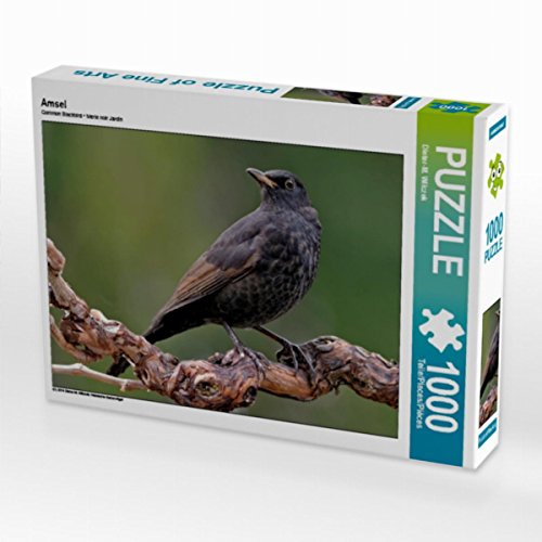 CALVENDO Puzzle Amsel 1000 Teile Puzzle quer | 1000 Teile Lege-Größe 64 x 48 cm Foto-Puzzle für glückliche Stunden CALVENDO Puzzle Amsel 1000 Teile Puzzle quer | 1000 Teile Lege-Größe 64 x 48 cm Foto-Puzzle für glückliche Stunden von CALVENDO