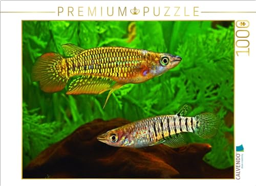 CALVENDO Puzzle Aplocheilus lineatus, Indien | 1000 Teile Lege-Größe 64 x 48 cm Foto-Puzzle für glückliche Stunden CALVENDO Puzzle Aplocheilus lineatus, Indien | 1000 Teile Lege-Größe 64 x 48 cm Foto-Puzzle für glückliche Stunden von CALVENDO