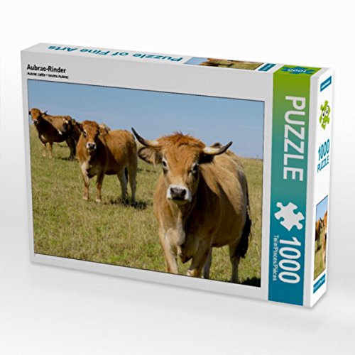 CALVENDO Puzzle Aubrac-Rinder 1000 Teile Puzzle quer | Lege-Größe cm Foto-Puzzle für glückliche Stunden von CALVENDO