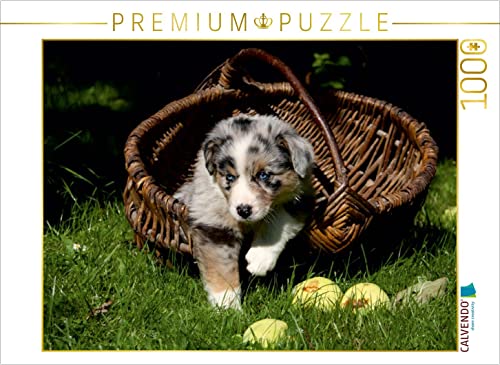 CALVENDO Puzzle Australian Shepherd-Welpe 1000 Teile Puzzle quer | 1000 Teile Lege-Größe 64 x 48 cm Foto-Puzzle für glückliche Stunden von CALVENDO