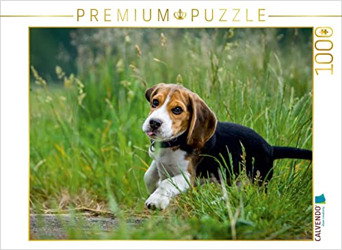CALVENDO Puzzle Beagle Welpe im Gras 1000 Teile Puzzle quer | 1000 Teile Lege-Größe 64 x 48 cm Foto-Puzzle für glückliche Stunden von CALVENDO
