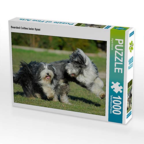 CALVENDO Puzzle Bearded Collies beim Spiel 1000 Teile Puzzle quer | 1000 Teile Lege-Größe 64 x 48 cm Foto-Puzzle für glückliche Stunden von CALVENDO