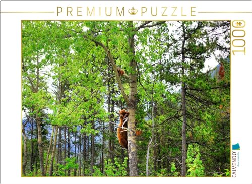 CALVENDO Puzzle Bei Gefahr schickt EIN Cinnamon Bear Sein junges auf den Baum. Waterton Lakes National Park. | 1000 Teile Lege-Größe 64 x 48 cm Foto-Puzzle für glückliche Stunden CALVENDO Puzzle Bei Gefahr schickt EIN Cinnamon Bear Sein junges auf den Baum. Waterton Lakes National Park. | 1000 Teile Lege-Größe 64 x 48 cm Foto-Puzzle für glückliche Stunden von CALVENDO