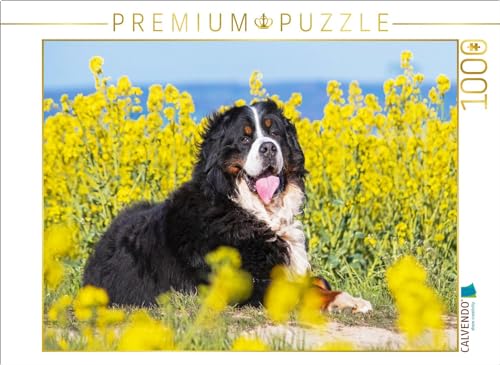 CALVENDO Puzzle Berner Sennenhund auf dem Weg durch die Rapsfelder | 1000 Teile Lege-Größe 64 x 48 cm Foto-Puzzle für glückliche Stunden von CALVENDO
