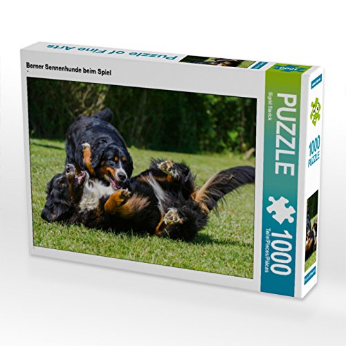CALVENDO Puzzle Berner Sennenhunde beim Spiel 1000 Teile Puzzle quer | 1000 Teile Lege-Größe 64 x 48 cm Foto-Puzzle für glückliche Stunden von CALVENDO