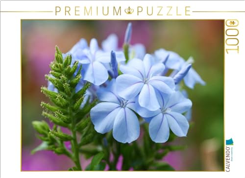 CALVENDO Puzzle Bleiwurz, Plumbago | 1000 Teile Lege-Größe 64 x 48 cm Foto-Puzzle für glückliche Stunden von CALVENDO